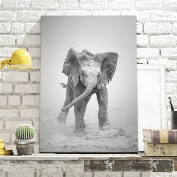 Fotoleinwand Baby Elephant