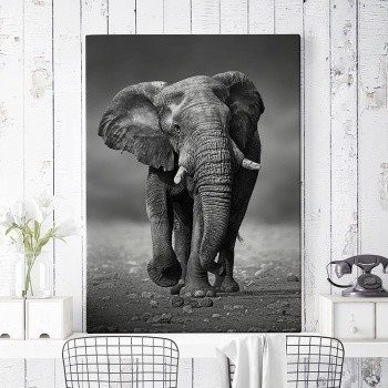 Fotoleinwand African elephant