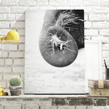 Fotoleinwand Elephant trunk