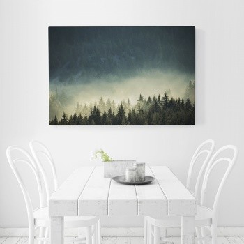 Fog in virgin forest