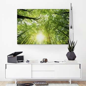 View towards the canopy