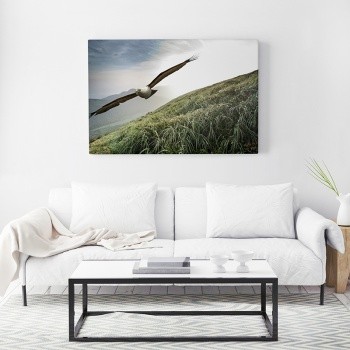 Fotoleinwand Eagle soars